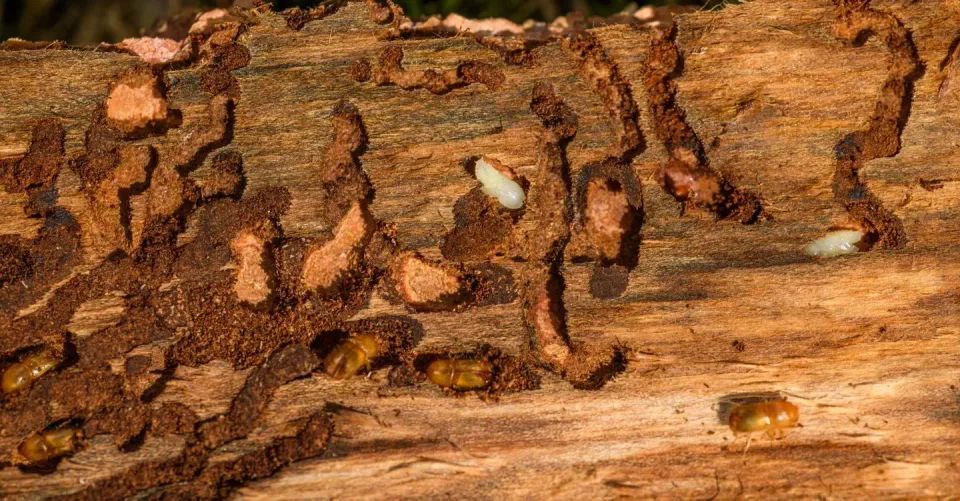 Bark Beetle Larvae — Pest Control — Bark Beetle Larvae, Adult Bark Beetles, Wood Log, Pest Control, Pest Control