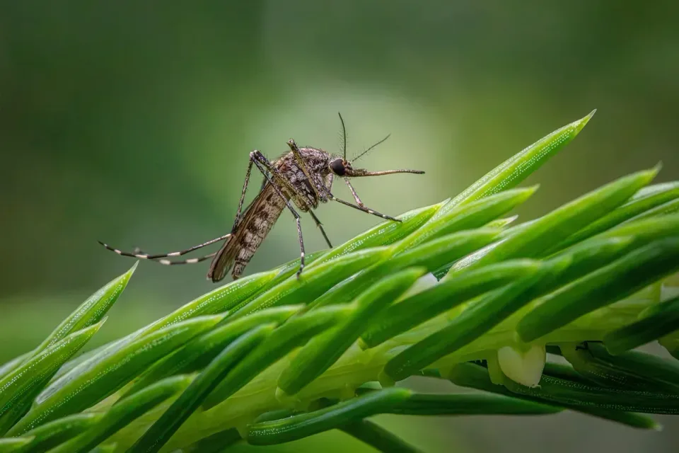 Mosquito — Outdoor Mosquito — Outdoor — Mosquito, Pine Needles, Plant Leaves, Outdoor, Pest Control