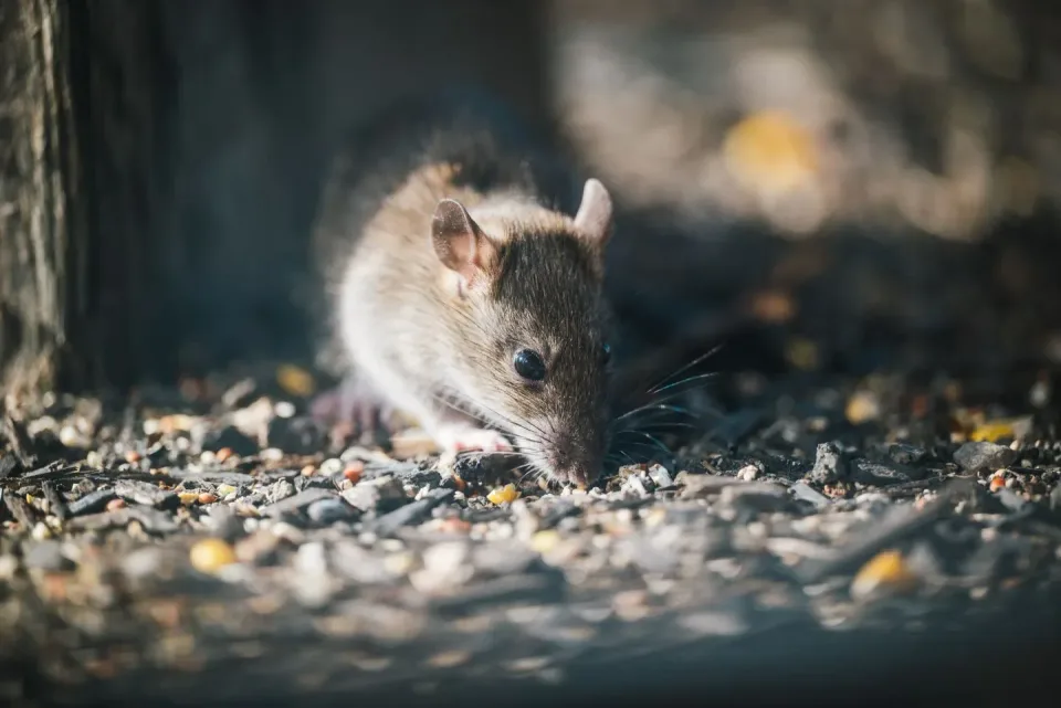 Rat — Pest Control — Rat, Rodent, Seeds, Pest Control, Pest Control