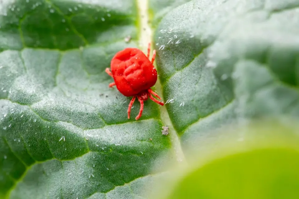 Red Velvet Mite — Pest Control Red Velvet Mite — Pest Control — Red Velvet Mite, Leaf, Plant Vein, Pest Control, Pest Control