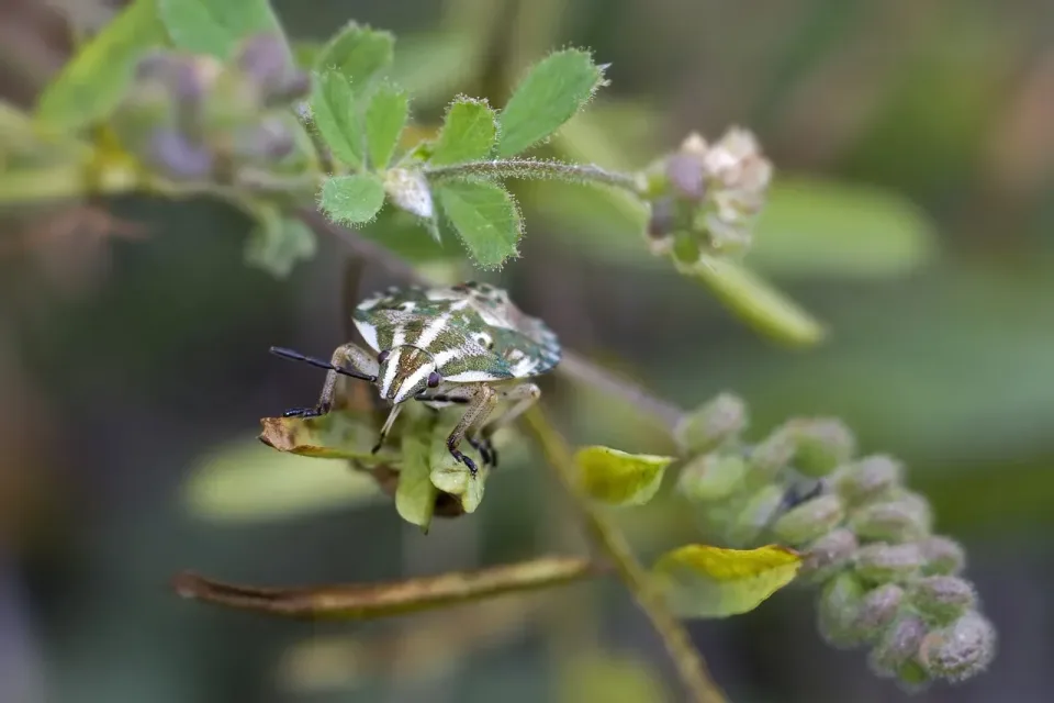 Stink Bug — Outdoor — Stink Bug, Shield Bug, Insect Antenna, Outdoor, Pest Control